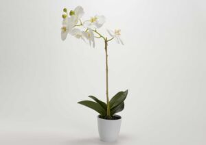 ORCHIDEE PHALAE EDEN POT 52 CM BLANC