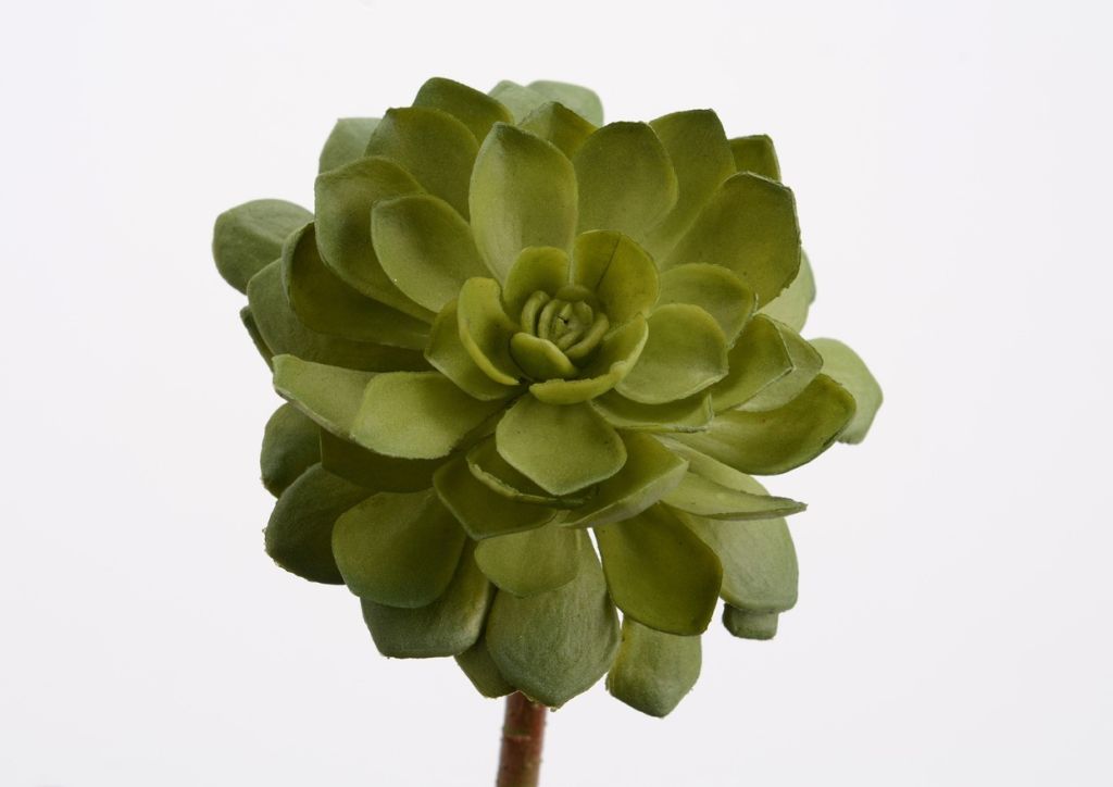 BRANCHE ECHEVERIA CUSPIDATA VERT H 17 CM - Photo N°1
