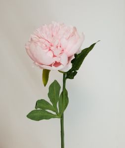 PIVOINE ROSE CLAIR H50