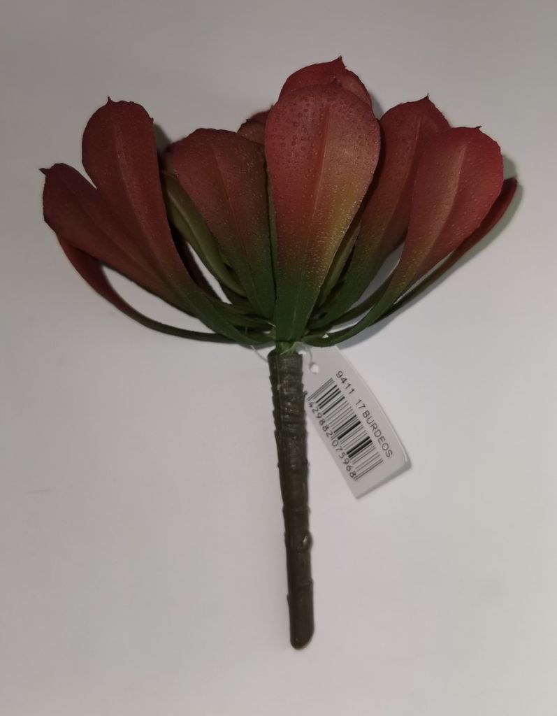 BRANCHE ECHEVERIA CUSPIDATA VERT ET BORDEAUX H17 - Photo N°1