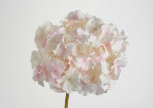 HORTENSIA ALTONA BLANC ET ROSE 48 CM