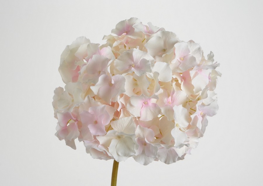 HORTENSIA ALTONA BLANC ET ROSE 48 CM - Photo N°1