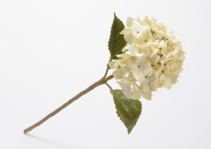 HORTENSIA VINTAGE CREME 61 CM