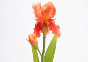 IRIS IBERICA ORANGE H 66 CM X 12 CM