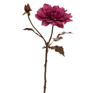 DAHLIA PINNATA FUCHSIA 54 CM