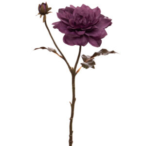 DAHLIA PINNATA COULEUR LILAS 54 CM