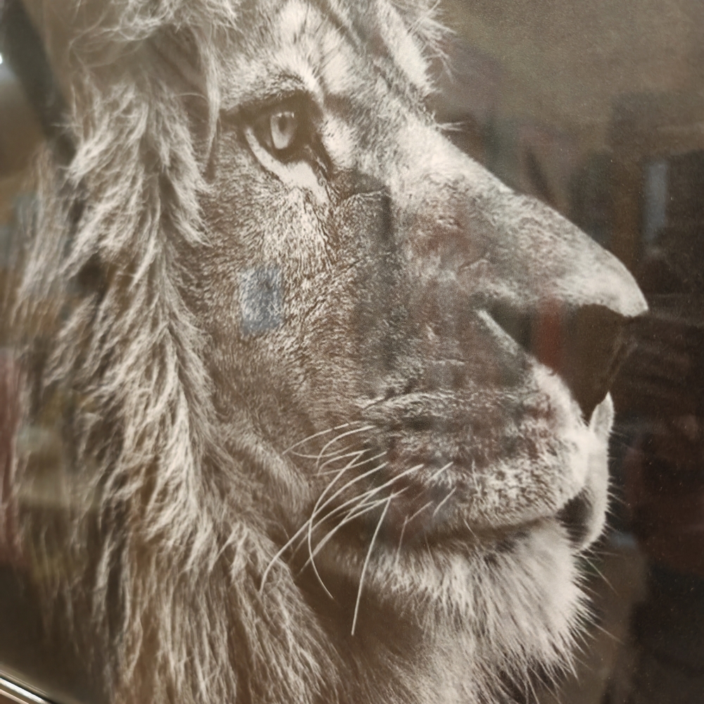 LION ROYAL ENCADRE LIQUID ART ET STRASS 76 X 76 CM - Photo N°5