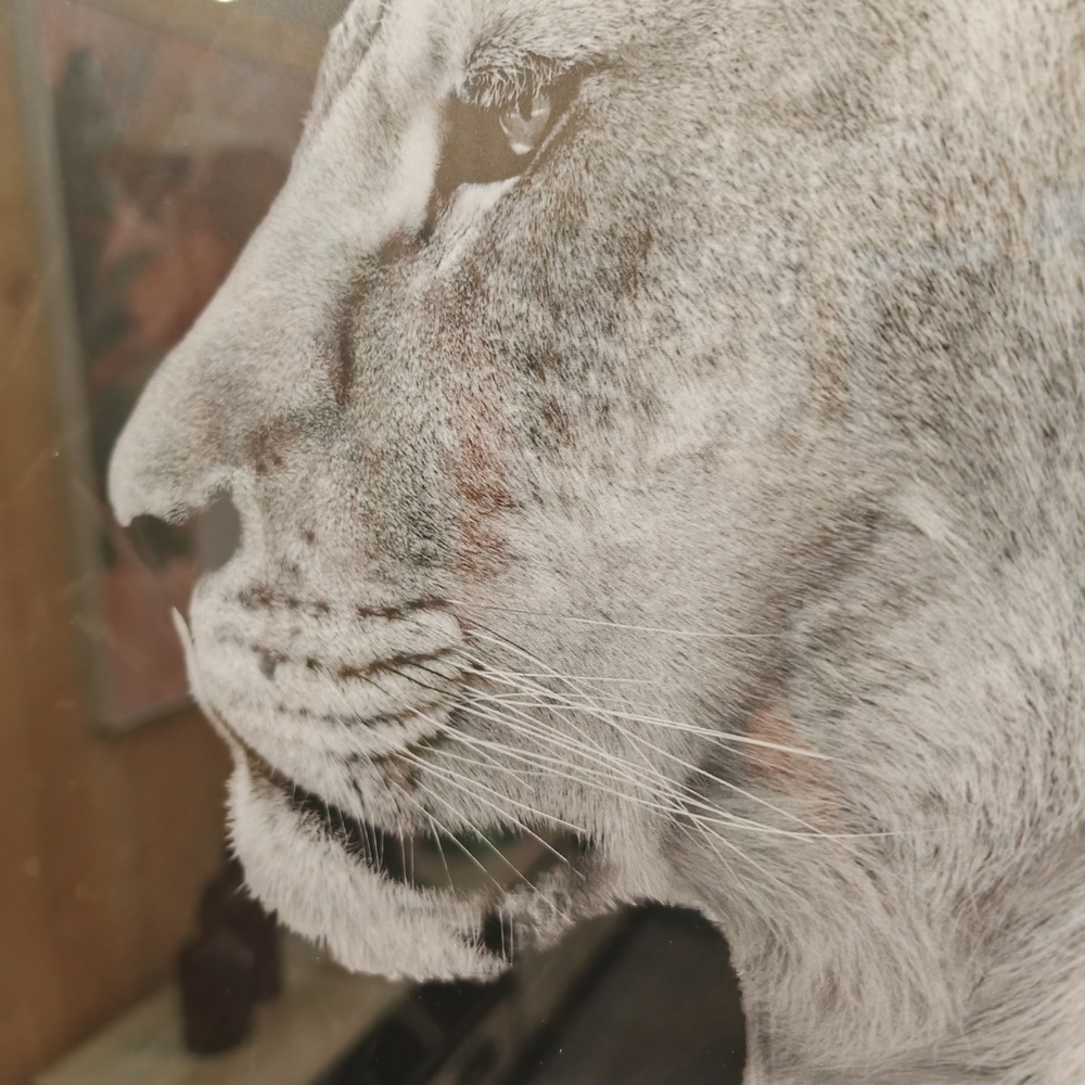 LIONNE ROYALE ENCADRE LIQUID ART ET STRASS 76 X 76 CM - Photo N°2