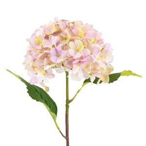 HORTENSIA STYLOSA ROSE CLAIR 53 CM