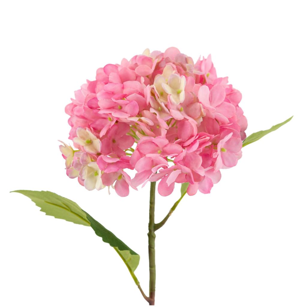 HORTENSIA STYLOSA ROSE VIF 53 CM - Photo N°1